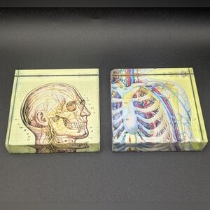 Vintage Anatomical Model Human Heart Skull Drink Coasters Pair Medical Anatomy